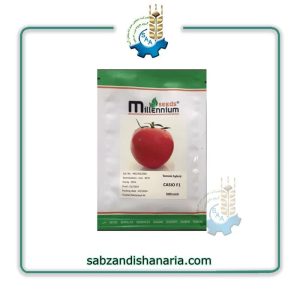 بذر گوجه فرنگی کاسیو