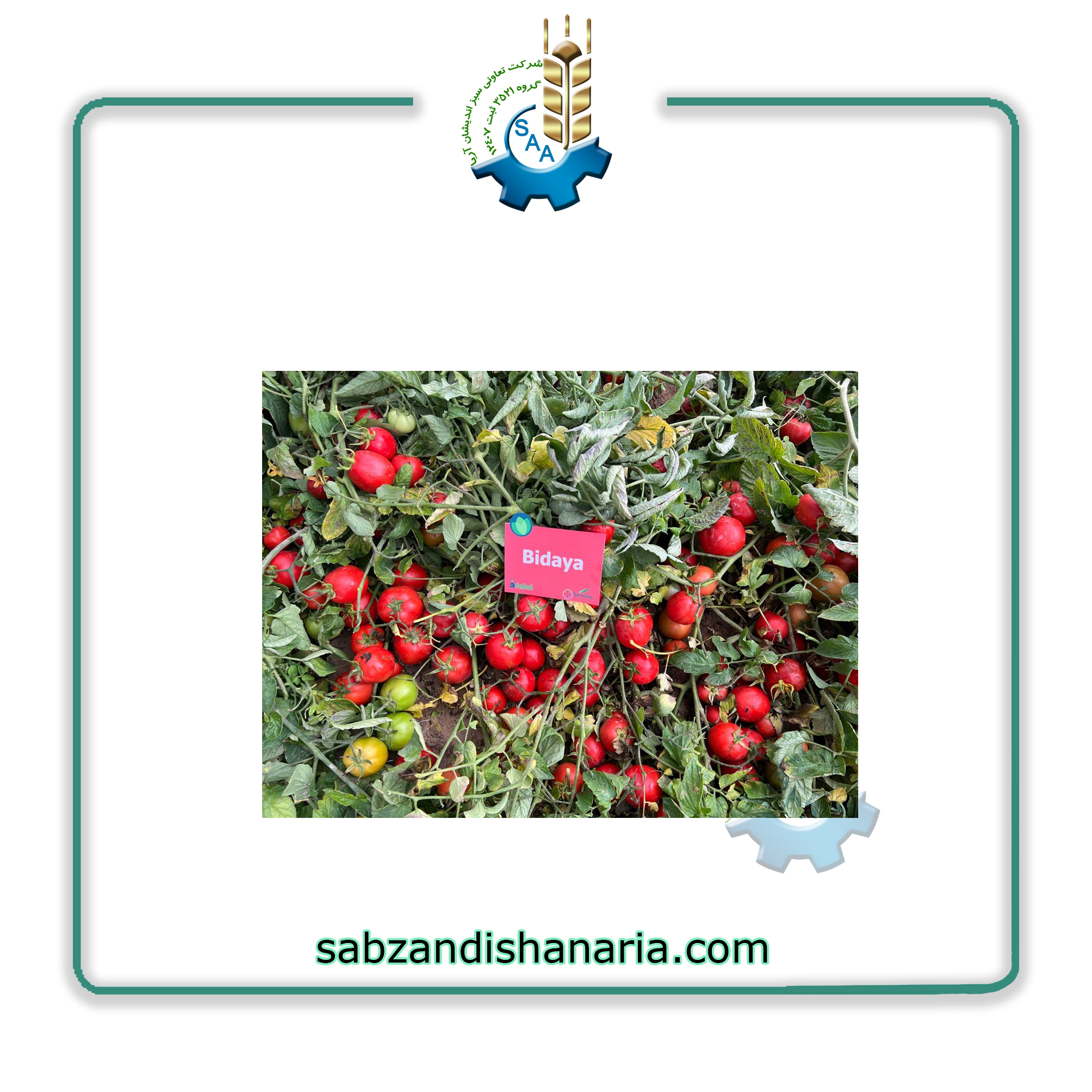 بذر گوجه فرنگی بیدایا ( 8707 سمینیس )